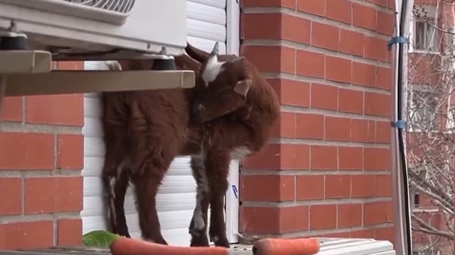 Watch: Firefighters save goat stranded on 5th-floor ledge in Spain