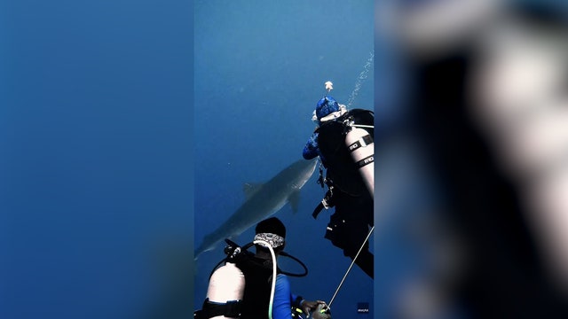 Watch: Sharks circle scuba divers in Maldives