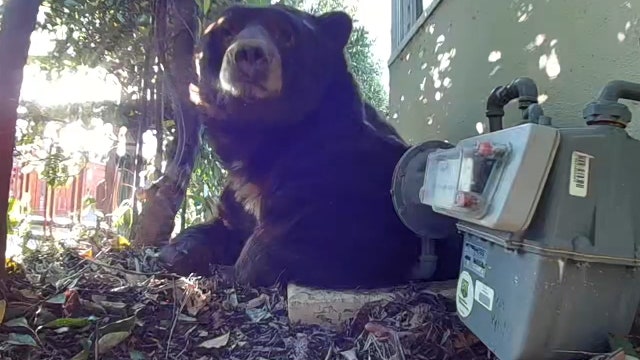 California man returns home after fire to find giant bear has moved in