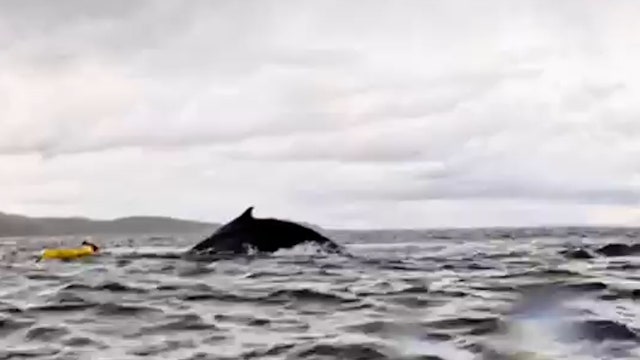 Watch: Kayaker gets swallowed by whale – briefly