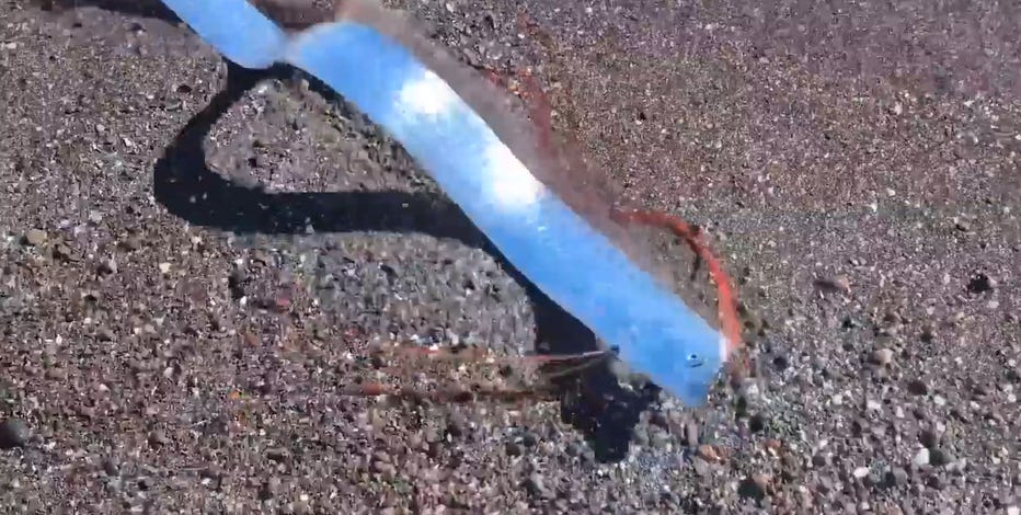 Rare oarfish swims on Mexican Beach: ‘No one’s going to believe this’