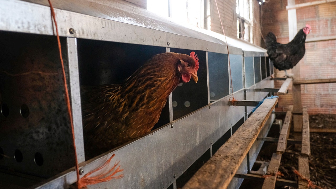Bird flu causes Sonoma County farm to euthanize 57,000 ducks | KTVU FOX 2