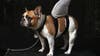 French bulldog is still tops in US, but this ancient breed is moving up fast