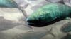 This 'fish doorbell' cam from the Netherlands is attracting millions
