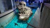 Watch: Geriatric penguins get new ‘retirement island’ at New England Aquarium