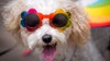 These are the top puppy names by state
