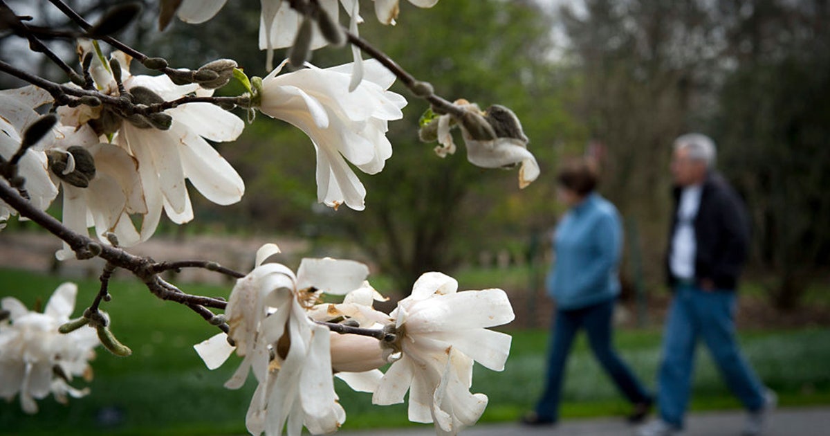 Texas Spring Pollen Pollen reaches high to extreme levels across southern US as season ...