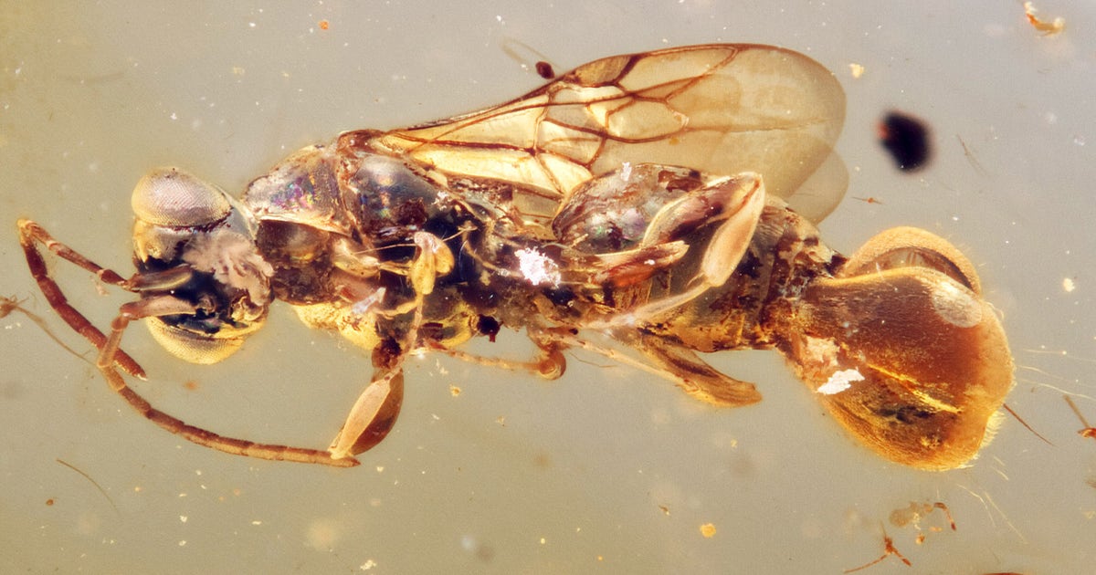 Dinosaur-era wasp may have snatched its prey: ‘Truly fascinating ...