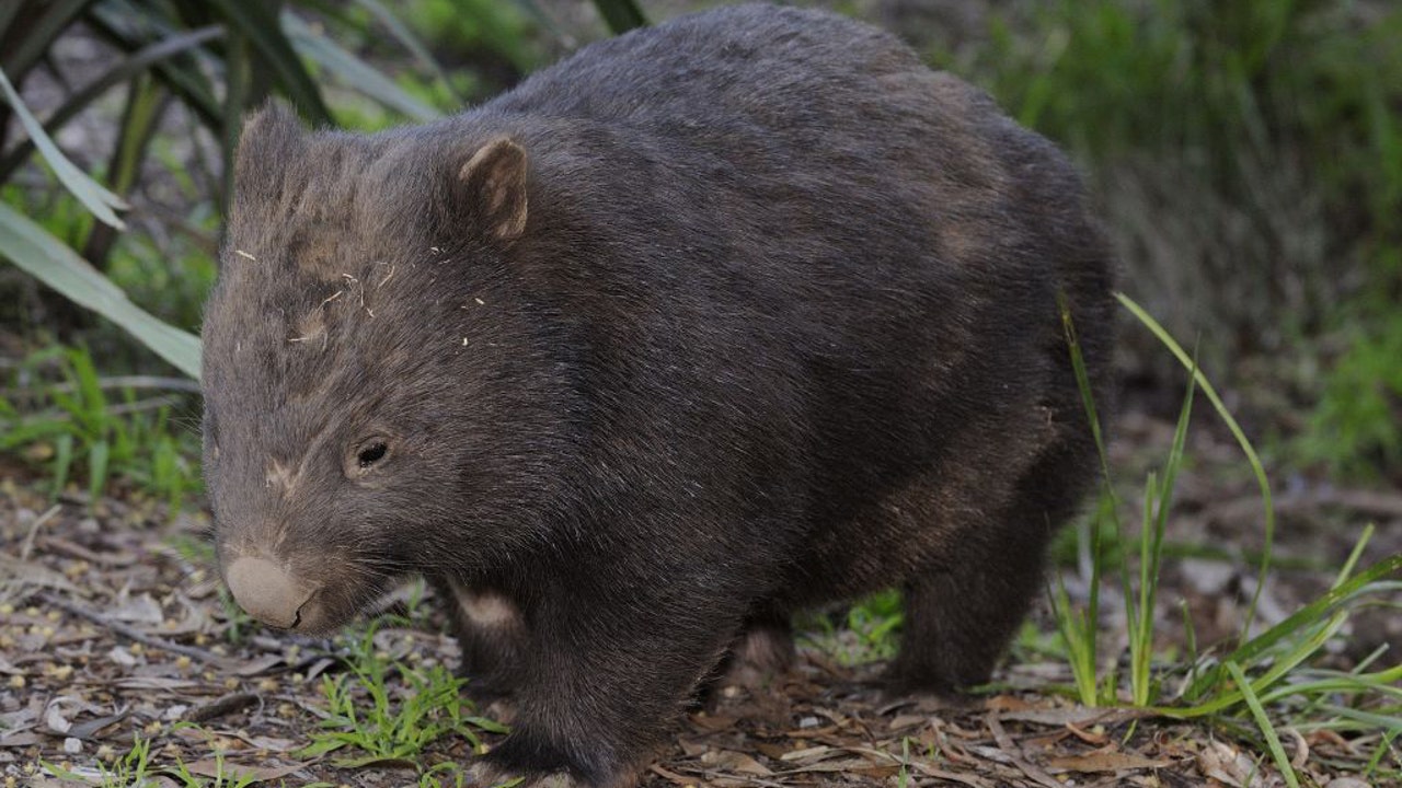 US tourist who took baby wombat in Australia could have visa canceled ...