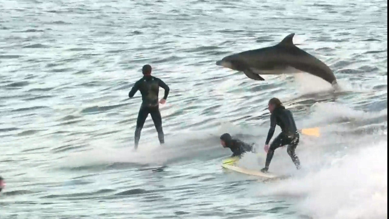 Watch: Dolphins catch waves with California surfers, wowing onlookers ...