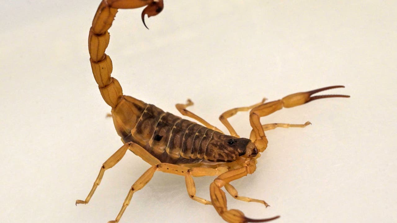 Woman stung by scorpion at Boston's Logan Airport, hospitalized