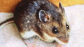 What is hantavirus pulmonary syndrome?