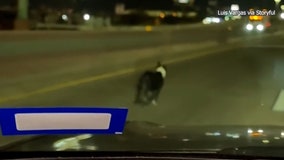 Watch: Texas driver hailed as 'hero' for rescuing dog from freeway