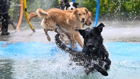 Here's how much it costs to own a pet in 2025