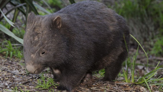 US tourist who took baby wombat in Australia could have visa canceled, official says