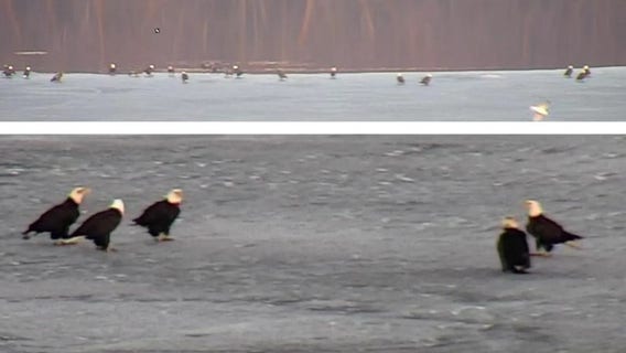 Over 40 bald eagles gather on frozen Wisconsin waters: 'Lake of America'
