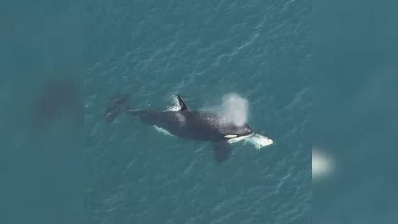 Animal rarely seen off North Carolina coast spotted for first time in 5 years