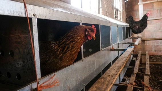 Bird flu solution: Vaccinate chickens or slaughter every infected flock?