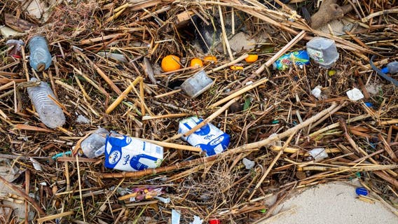 Study shows how microplastic pollution is impacting plant growth