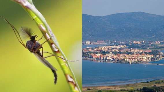 Travel hot spot seeks emergency declaration over massive bug infestation