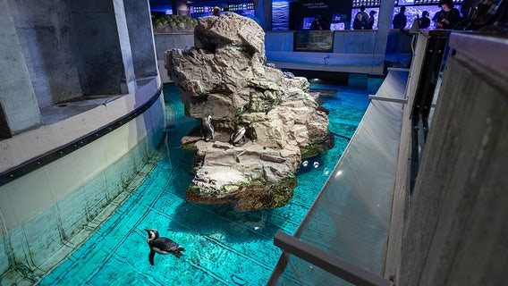 Watch: Geriatric penguins get new ‘retirement island’ at New England Aquarium