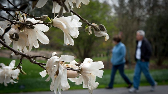 Pollen reaches high to extreme levels across southern US as season reaches full throttle