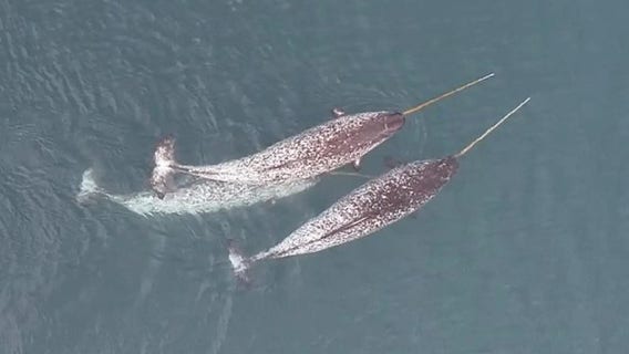 Rare drone video of narwhals finally reveals how 'unicorns of the sea' use their tusks