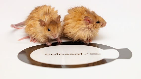 Scientists create mice with woolly mammoth-like fur through genetic engineering