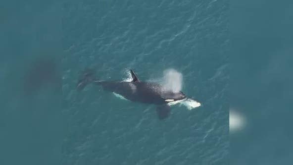 Animal rarely seen off North Carolina coast spotted for first time in 5 years