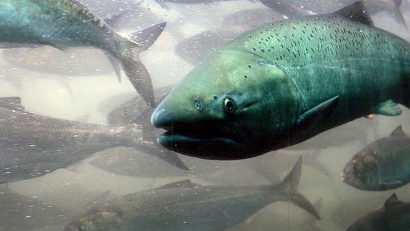 This 'fish doorbell' cam from the Netherlands is attracting millions