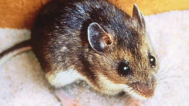 What is hantavirus pulmonary syndrome?