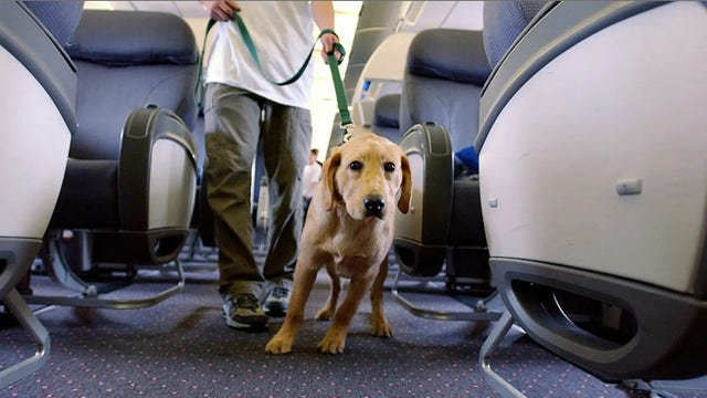 Flight passenger says dog barked 'nonstop' during 8-hour flight, sparking debate among travelers