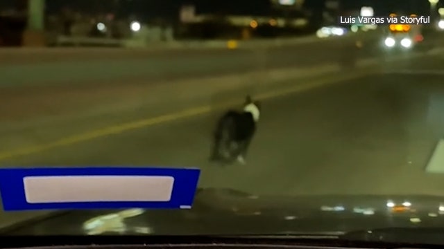 Watch: Texas driver hailed as 'hero' for rescuing dog from freeway