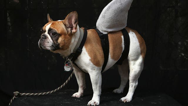 French bulldog is still tops in US, but this ancient breed is moving up fast