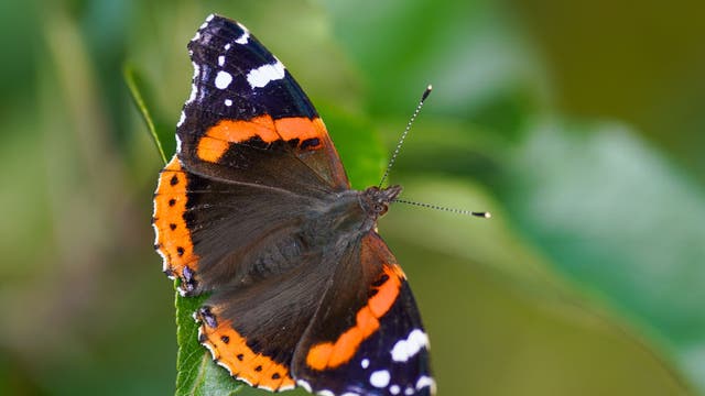 US butterfly populations declining at 'catastrophic' rate—experts warn it's a 'bad sign for us'