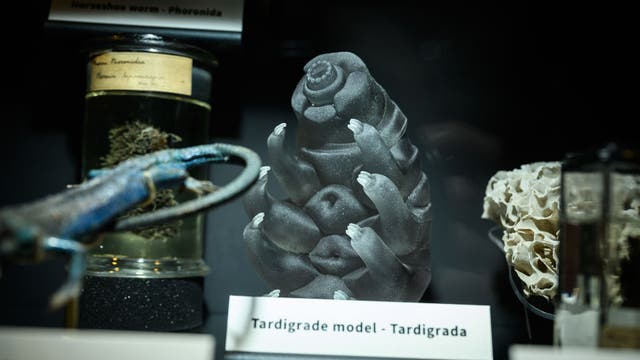 Tardigrades may hold clues to cancer care, study finds