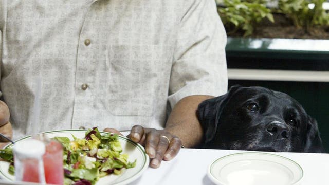 Labradors’ overeating gene may explain human obesity risk, researchers say