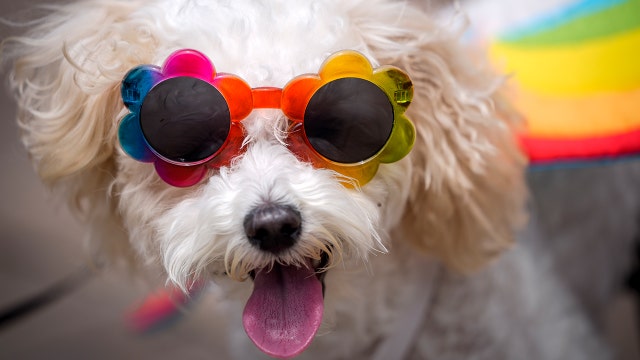 These are the top puppy names by state