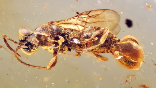 Dinosaur-era wasp may have snatched its prey: ‘Truly fascinating’