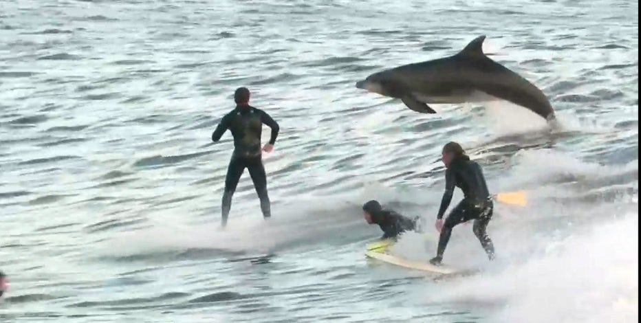 Watch: Dolphins catch waves with California surfers, wowing onlookers