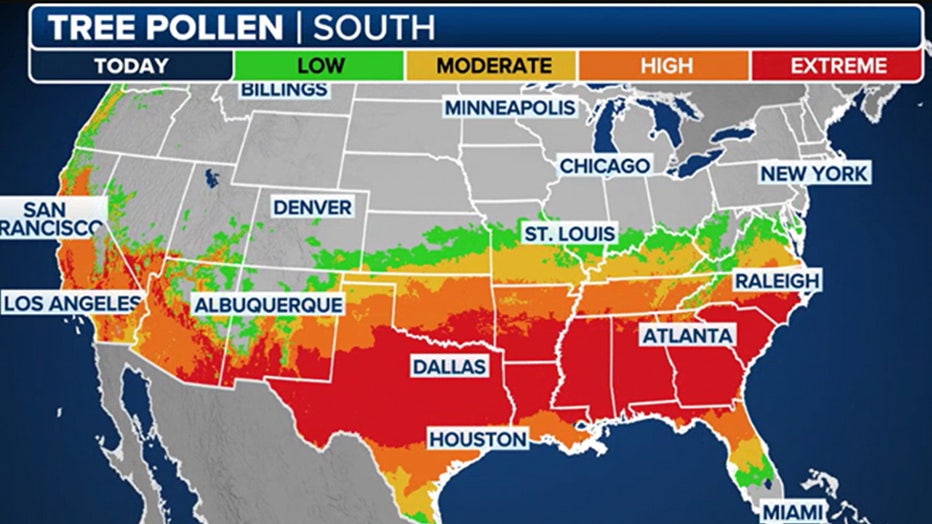 Pollen Reaches High To Extreme Levels Across Southern US As Season Pollen Reaches High To Extreme Levels Across Southern US As Season