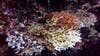 'Kiss of death': 84% of world's coral reefs hit by worst bleaching event on record