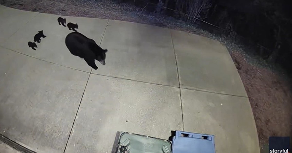 Watch: Mama black bear spotted with rambunctious cubs in North Carolina ...