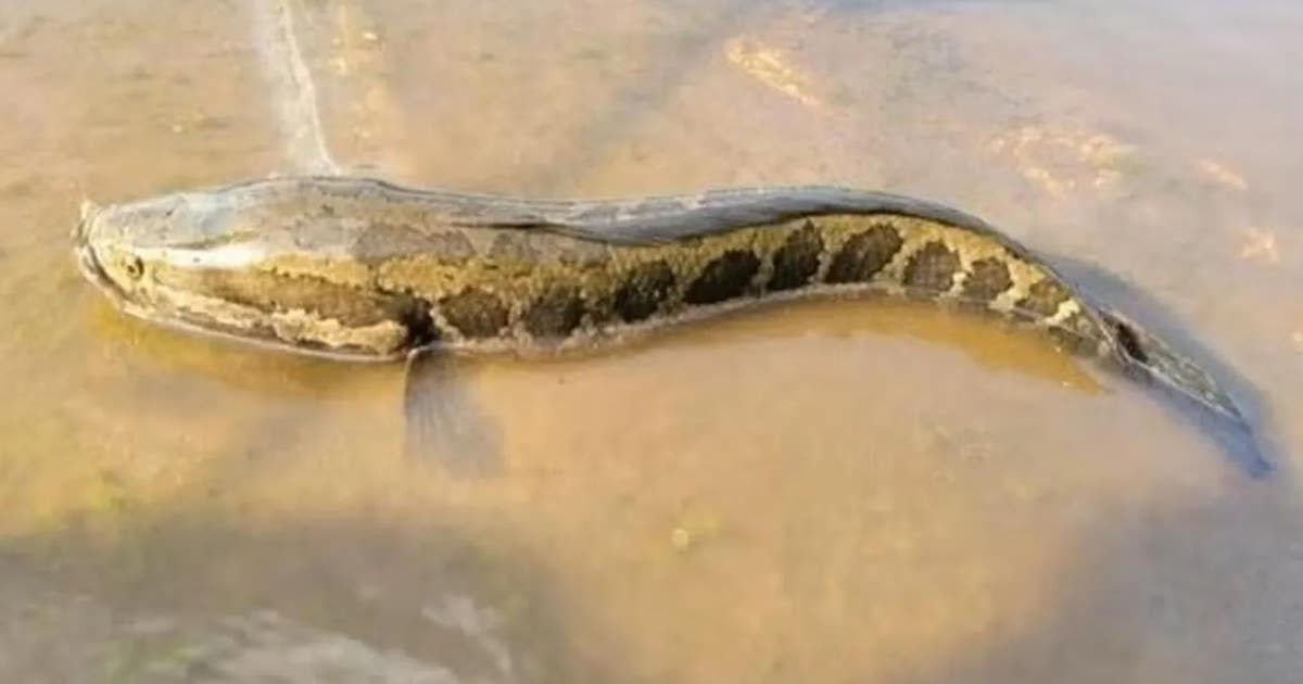 【選抜】P.'SnakeHead'#1(呼称) 中株 Cut the head off this invasive python-looking fish if you see it