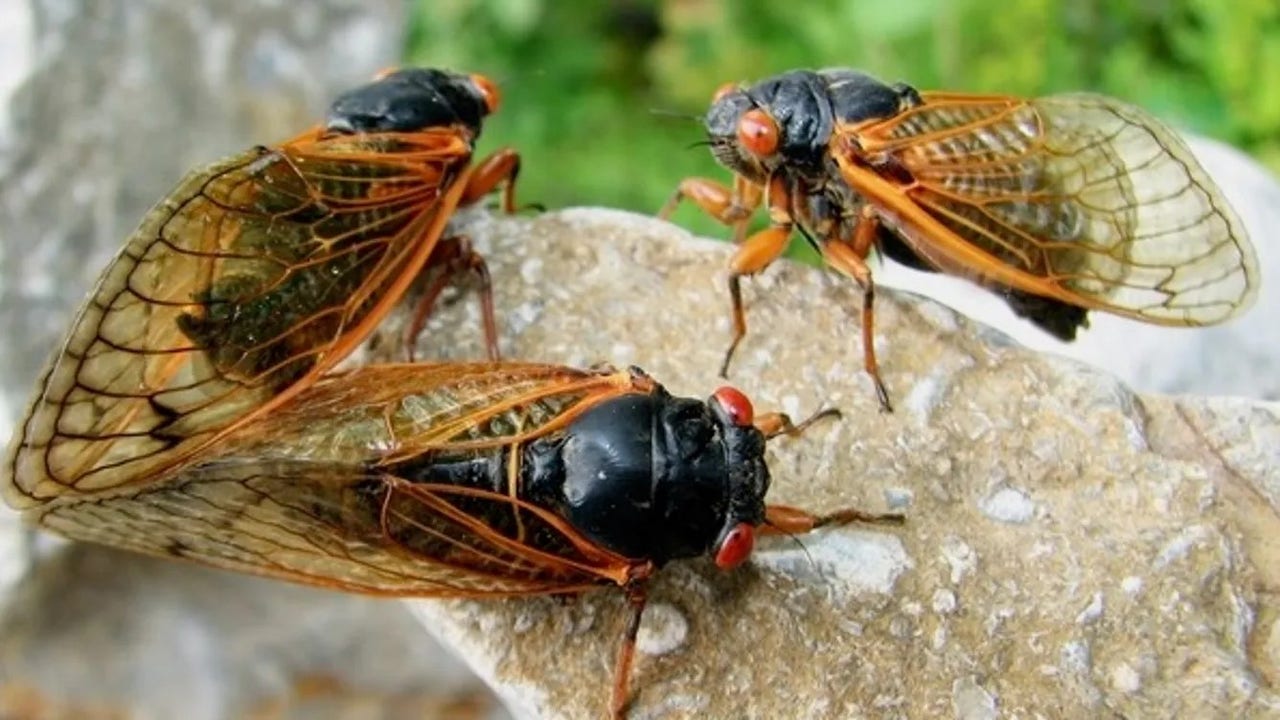 Cicada 'rolling emergence' set to begin buzzing in days as