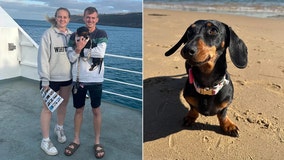 Mini dachshund who escaped owners 1 year ago continues to evade capture on remote island