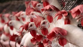 Trump FDA layoffs included staff working on bird flu response: Report