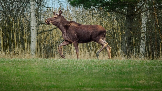 The 'Great Moose Migration': Millions tune in for Sweden's epic livestream
