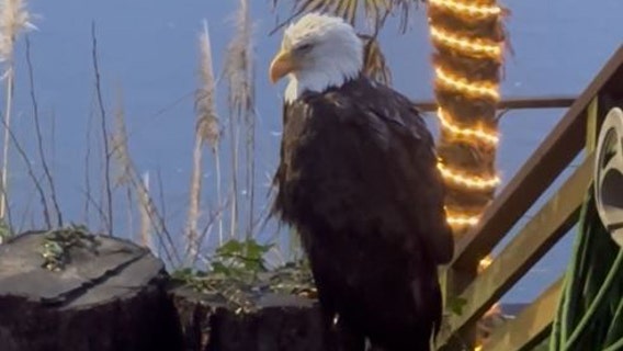 'What the Hell?': Family and pet dog frightened by bald eagle’s visit