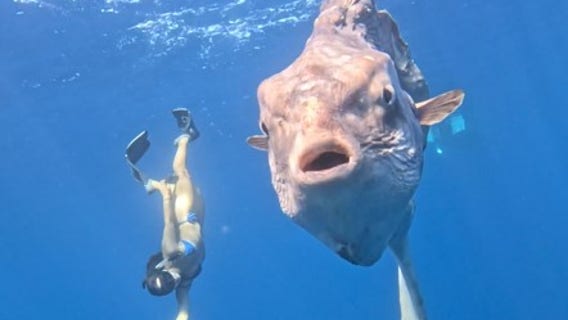 Watch: Massive 5,000-pound sunfish dwarfs diver off Mexico coast